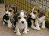 chiots beagle  vendre
