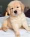 Chiots Golden Retriever