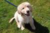 Chiot Mâle golden retriever  A DONNER