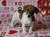 Chiots Jack Russell Terrier