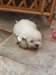Chiots West Highland White Terrier