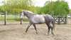 Hongre Cruzado 11 ans cheval de loisir - photo 1