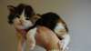 chatons maine coon à donner contre bons soins