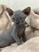 magnifiques chaton sphynx