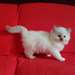 chaton ragdoll âgés de 3 mois - Annonce classée # 532123