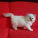 chaton ragdoll âgés de 3 mois