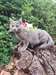 chaton Chartreux âgé de 3 mois - Annonce classée # 532263