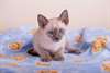 chaton siamois âgés de 3 mois - Annonce classée # 532265