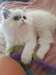chaton Persan Chinchilla âgé de 3 mois - Annonce classée # 532266