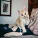 chaton Maine Coon âgé de 3 mois - Annonce classée # 532268