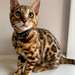 Chaton bengal femelle A DONNER - photo 1