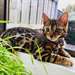 Chaton bengal femelle A DONNER - photo 2
