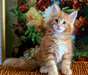 Adorable femelle maine coon A DONNER
