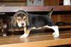 Chiots beagle male et femelle &#224; donner - photo 1