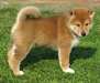 Adorable femelle shiba inu