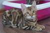 Magnifique chatons bengal male et femelle