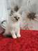 chaton Siberien âgé de 3 mois - Annonce classée # 532635