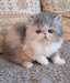 magnifique chaton Persan Chinchilla - photo 1