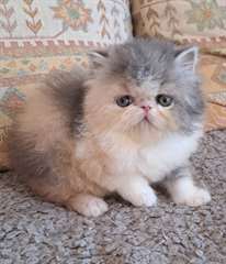 magnifique chaton Persan Chinchilla