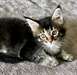 chaton Maine Coon âgé de 3 mois - Annonce classée # 532639