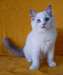 chaton ragdoll âgés de 3 mois - Annonce classée # 532644