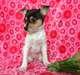 Chiots Toy Fox Terrier - photo 1