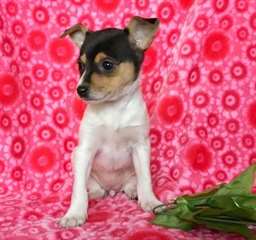 Chiots Toy Fox Terrier