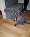 Chiots Staffordshire Bull Terrier - Annonce classée # 532745