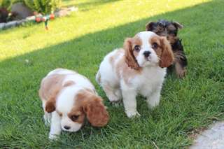 Chiots cavalier king charles A DONNER