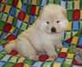 Chiots Chow Chow - photo 1