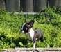 Chiots Boston Terrier - photo 1