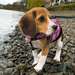 Adorable femelle beagle - Annonce classée # 532920