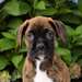 Chiots Boxer