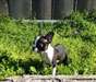 Chiots Boston Terrier