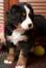Chiots Bouvier Bernois