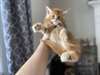 Chatons Maine coone à vendre