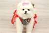 Chiots Pomeranien