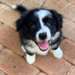 Chiots Border Collies