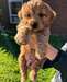 Chiots Cockapoo