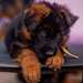 Chiots Berger Alleman
