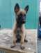 Chiots Belgian Malinois