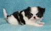 Chiots Japanese Chin