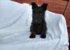 Chiots Scottish Terrier