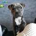 Chiots Staffordshire Bull Terrier