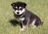 Chiots Alaskan Klee Kay