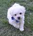 Chiots Bichon Frise