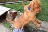 Chiots Visla