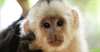 Singe Capunchin à vendre