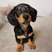 Chiots Teckel
