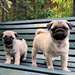 Chiots Carlins